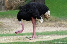 Nordafrikanischer Strauß (Struthio camelus camelus) im Erlebnis-Zoo Hannover