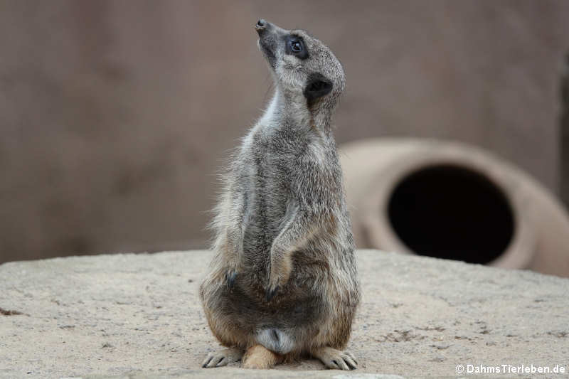 Erdmännchen (Suricata suricatta)