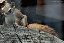 Rothörnchen (Tamiasciurus hudsonicus) im Erlebnis-Zoo Hannover