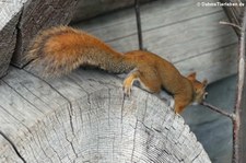 Rothörnchen (Tamiasciurus hudsonicus) im Erlebnis-Zoo Hannover