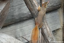 Rothörnchen (Tamiasciurus hudsonicus) im Erlebnis-Zoo Hannover