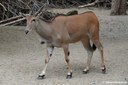 Taurotragus oryx
