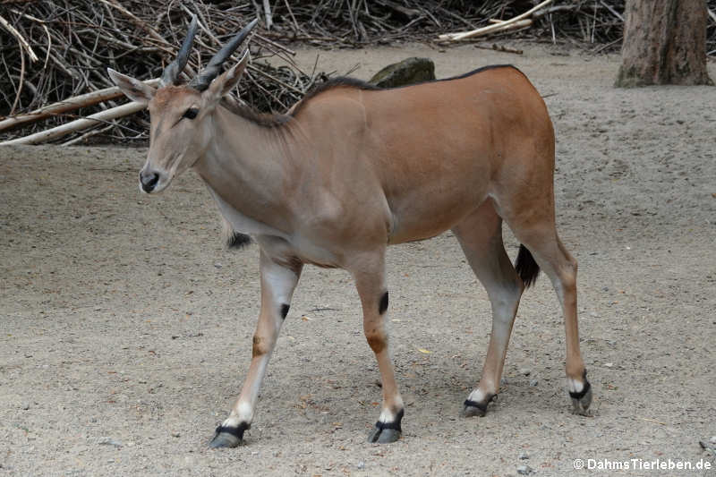 Elenantilope (Taurotragus oryx)