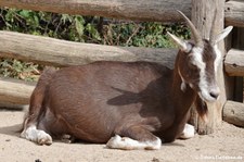 Thüringer Waldziege (Capra aegagrus f. hircus) im Erlebnis-Zoo Hannover