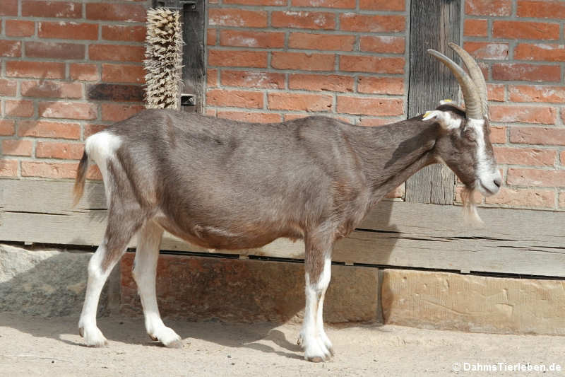 Thüringer Waldziege (Capra aegagrus f. hircus)