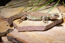 Geschmückte Dornschwanzagame (Uromastyx ocellata) im Erlebnis-Zoo Hannover