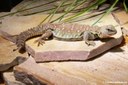 Uromastyx ocellata