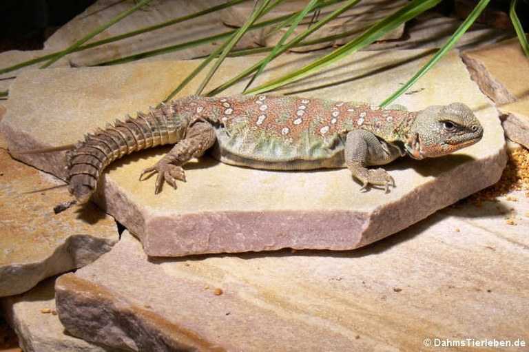 Uromastyx ocellata