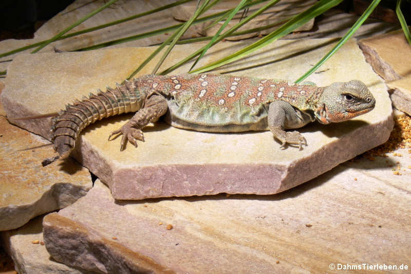 Geschmückter Dornschwanz Uromastyx ocellata-4