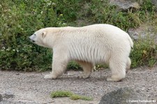 Eisbär (Ursus maritimus) im Zoo Hannover