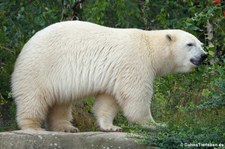 Eisbär (Ursus maritimus) im Zoo Hannover