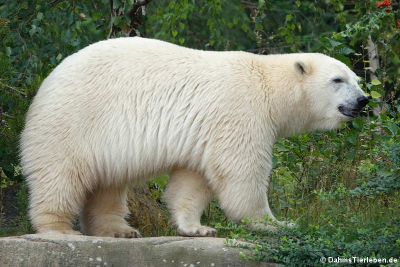 Eisbär (Ursus maritimus)