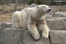 Eisbär (Ursus maritimus) im Zoo Hannover