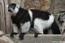 Gürtelvari (Varecia varecia subcincta) im Erlebnis-Zoo Hannover