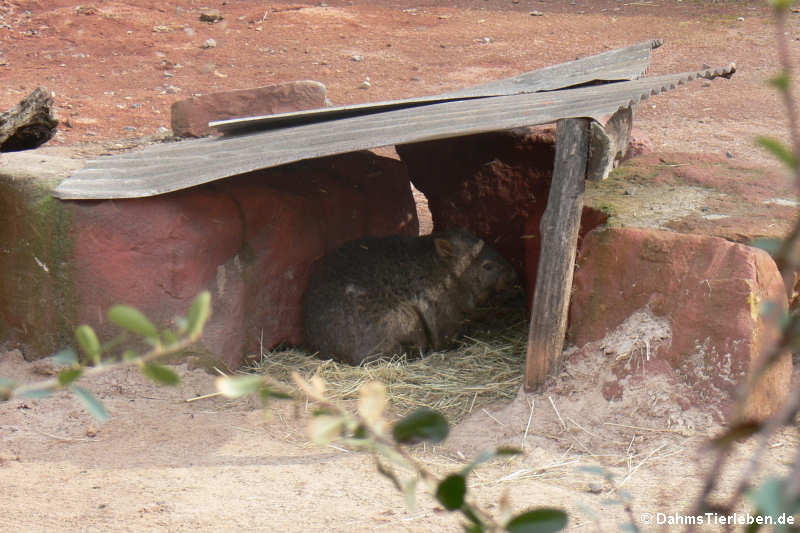 Tasmanischer Nacktnasenwombat (Vombatus ursinus tasmaniensis)