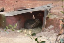 Nacktnasenwombat (Vombatus ursinus tasmaniensis) im Erlebnis-Zoo Hannover