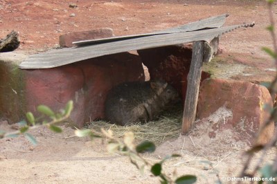 Tasmanischer Nacktnasenwombat (Vombatus ursinus tasmaniensis)