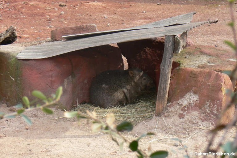 Vombatus ursinus tasmaniensis