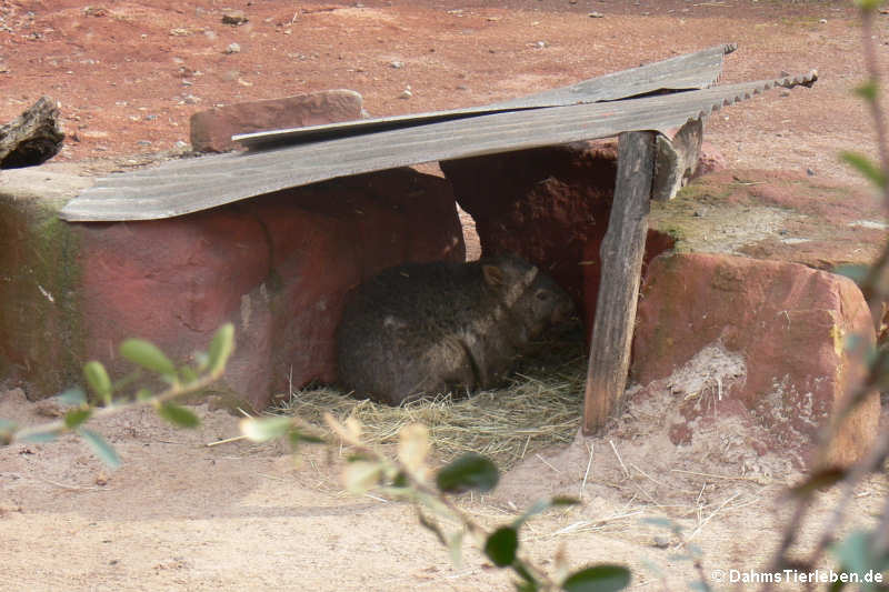 Vombatus ursinus tasmaniensis