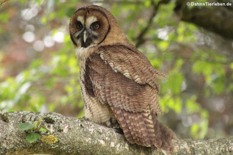 Strix nebulosa - Strix leptogrammica