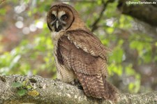 Ein Hybrid aus Bartkauz (Strix nebulosa) und Malaienkauz (Strix leptogrammica) in der Greifvogelstation & Wildfreigehege Hellenthal