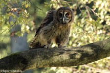 Ein Hybrid aus Bartkauz (Strix nebulosa) und Malaienkauz (Strix leptogrammica) in der Greifvogelstation & Wildfreigehege Hellenthal