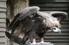 Mönchsgeier (Aegypius monachus), Greifvogelstation & Wildfreigehege Hellenthal