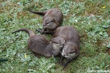 Zwergotter (Aonyx cinerea), Greifvogelstation & Wildfreigehege Hellenthal