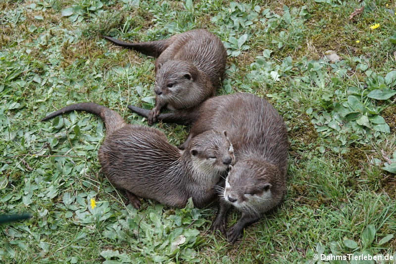 Zwergotter (Aonyx cinerea)