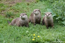 Zwergotter (Aonyx cinerea), Greifvogelstation & Wildfreigehege Hellenthal