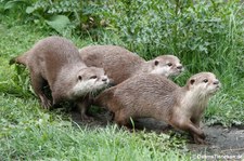 Zwergotter (Aonyx cinerea), Greifvogelstation & Wildfreigehege Hellenthal