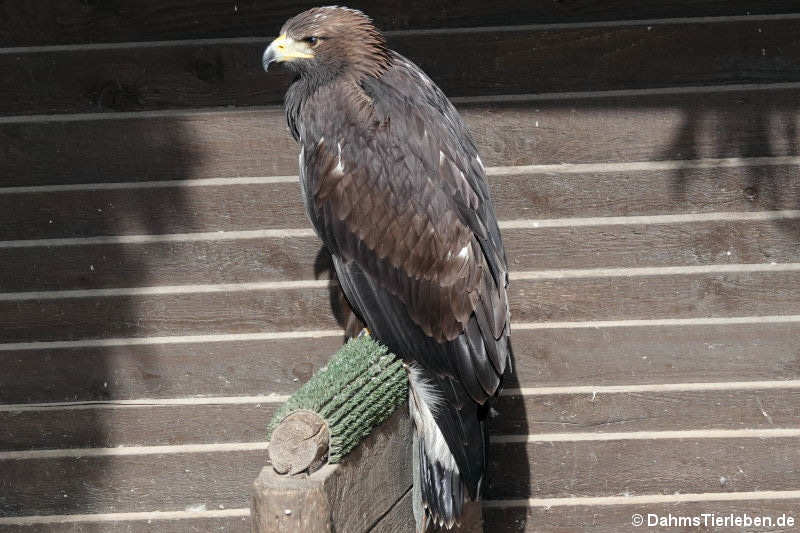 junger Steinadler (Aquila chrysaetos)