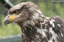 Europäischer Steinadler (Aquila chrysaetos chrysaetos) in der Greifvogelstation Hellenthal