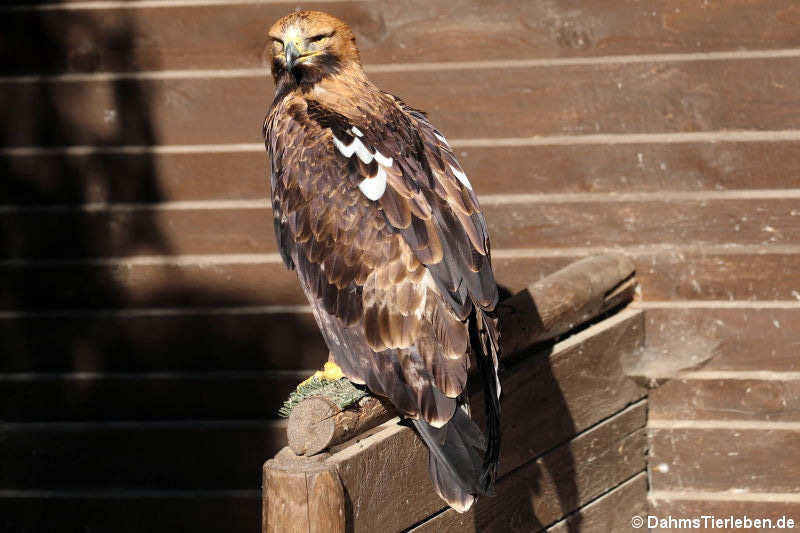 Kaiseradler (Aquila heliaca)