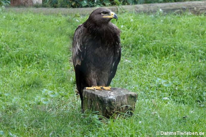 Steppenadler(Aquila nipalensis)