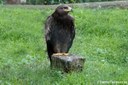 Aquila nipalensis