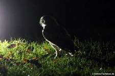 Kaninchenkauz (Athene cunicularia) in der Greifvogelstation & Wildfreigehege Hellenthal