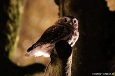 Steinkauz (Athene noctua) in der Greifvogelstation & Wildfreigehege Hellenthal