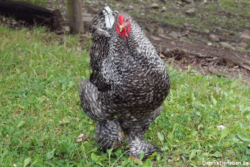 Brahmahuhn (Gallus gallus f. domestica)