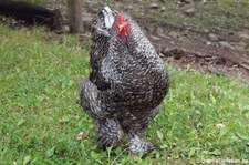 Brahmahuhn (Gallus gallus f. domesticus), Greifvogelstation & Wildfreigehege Hellenthal