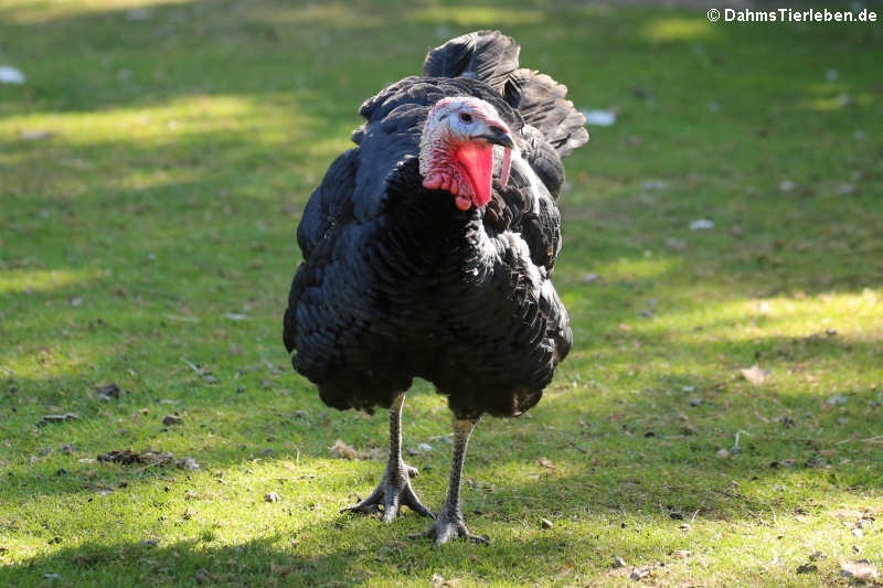 Bronzepute (Meleagris gallopavo f. domestica)