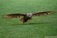 Europäischer Uhu (Bubo bubo bubo) in der Greifvogelstation Hellenthal