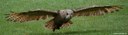 Bubo bubo bubo