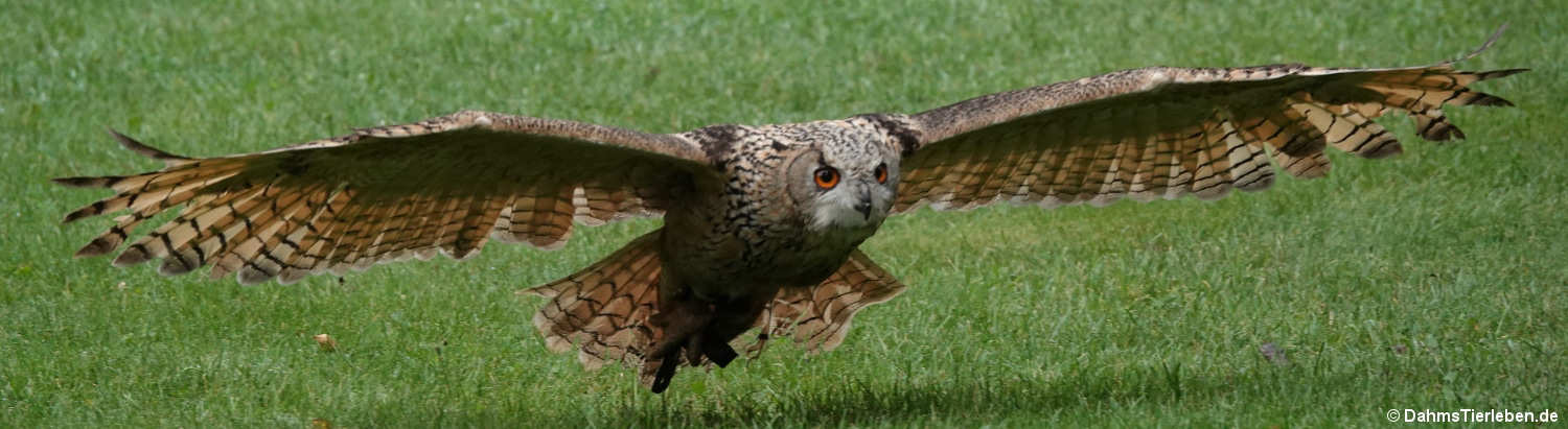 Europäischer Uhu (Bubo bubo bubo)