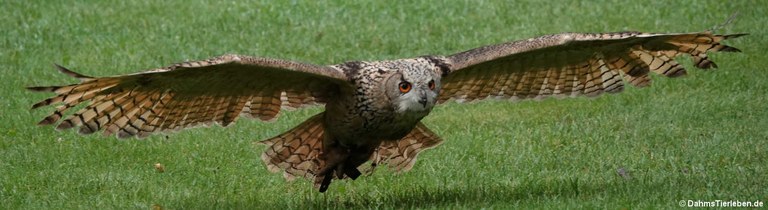 Bubo bubo bubo