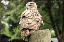 Karpatenuhu oder Kaukasischer Uhu (Bubo bubo interpositus) von der Greifvogelstation Hellenthal