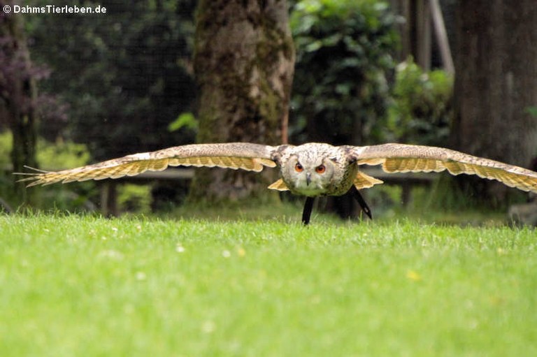 Bubo bubo interpositus