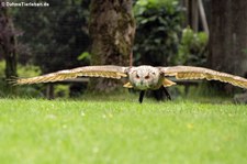 Karpatenuhu oder Kaukasischer Uhu (Bubo bubo interpositus) von der Greifvogelstation Hellenthal