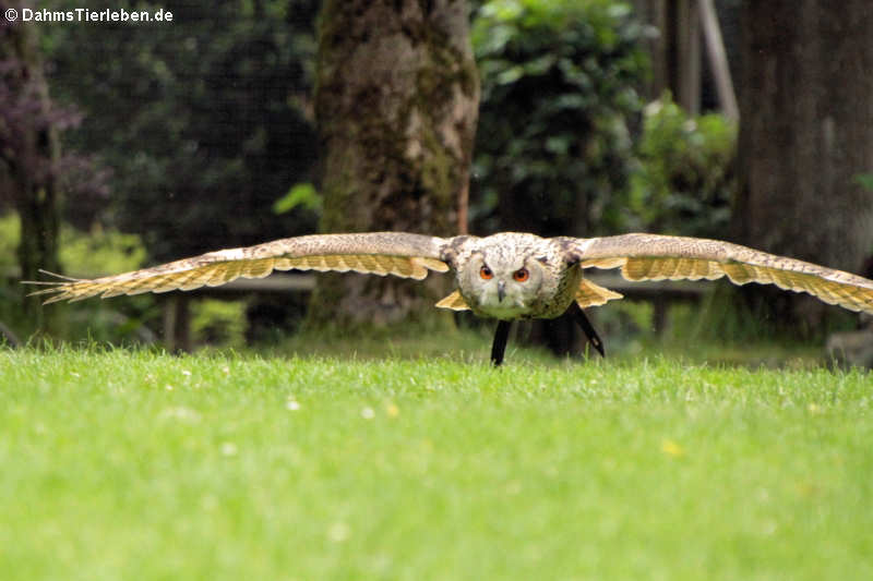 Bubo bubo interpositus