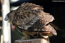 Europäischer Uhu (Bubo bubo bubo) imn der Greifvogelstation Hellenthal